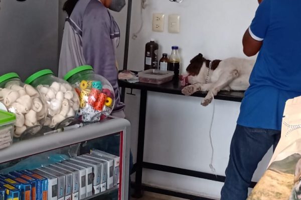 Jornadas de Esterilización