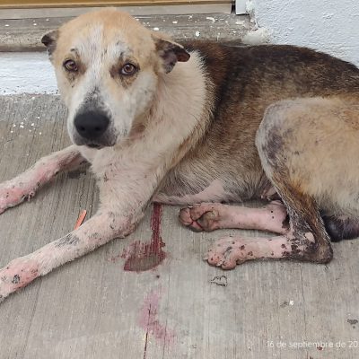 Rescate y Rehabilitación_1